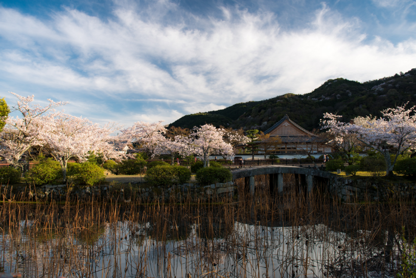 Cherry Blossom Heaven Kyoto Japan